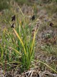 Carex aterrima