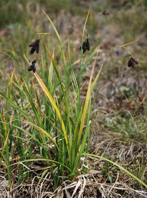 Изображение особи Carex aterrima.