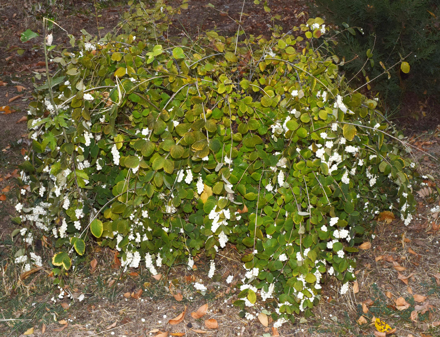 Image of Symphoricarpos albus var. laevigatus specimen.