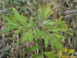 Artemisia vulgaris