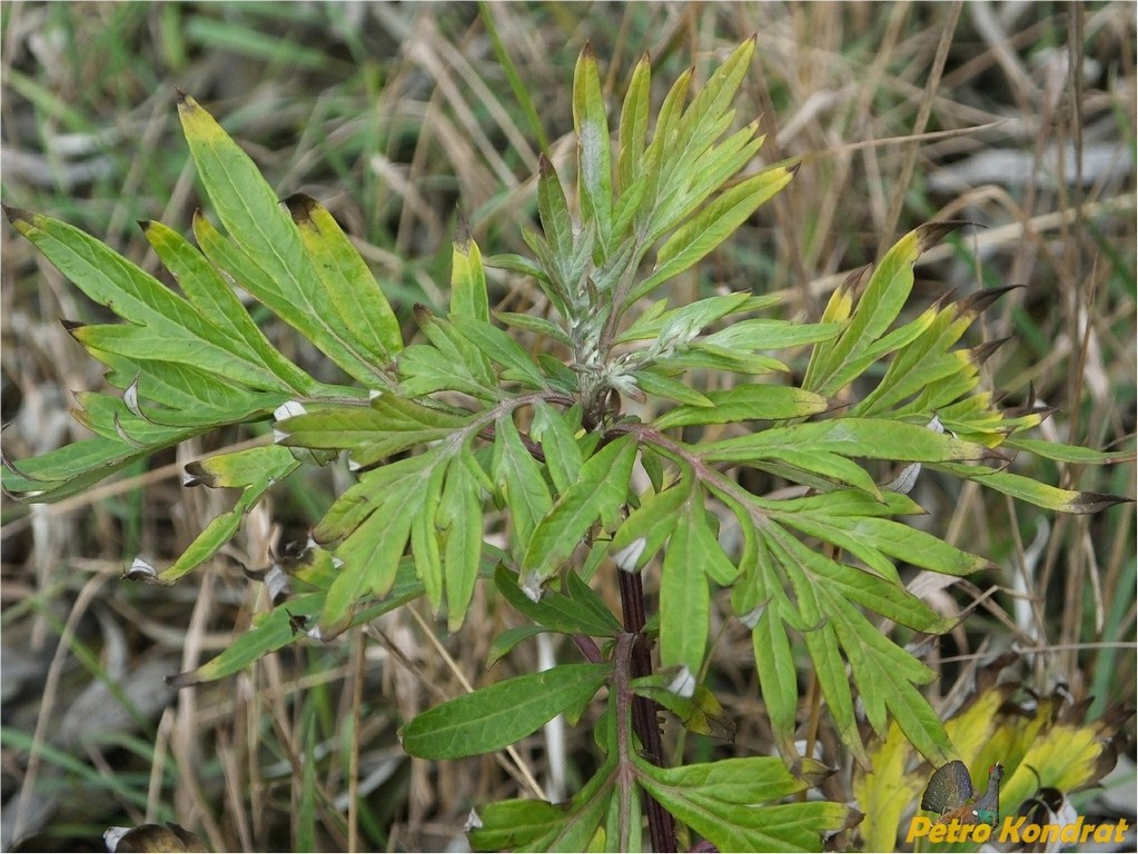 Изображение особи Artemisia vulgaris.