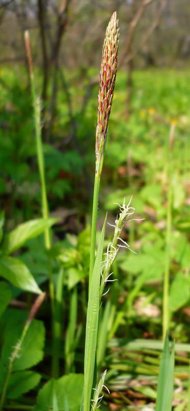 Image of Carex pilosa specimen.