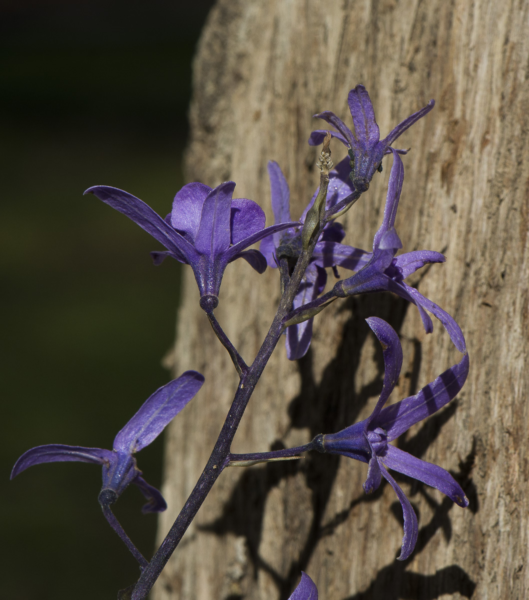 Image of Petrea volubilis specimen.
