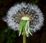 род Taraxacum. Соплодие (часть плодов-семянок удалены). Узбекистан, Ташкентская обл., зап. отр. Чаткальского хр., окр. кишлака Учтерак. 23.05.2017.