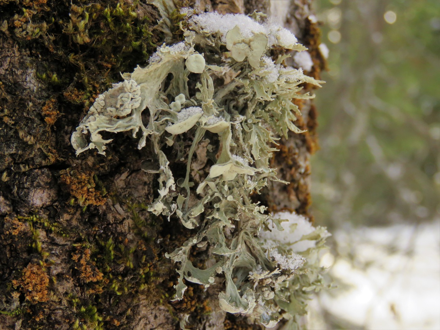 Image of Ramalina sinensis specimen.