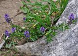 Polygala alpicola