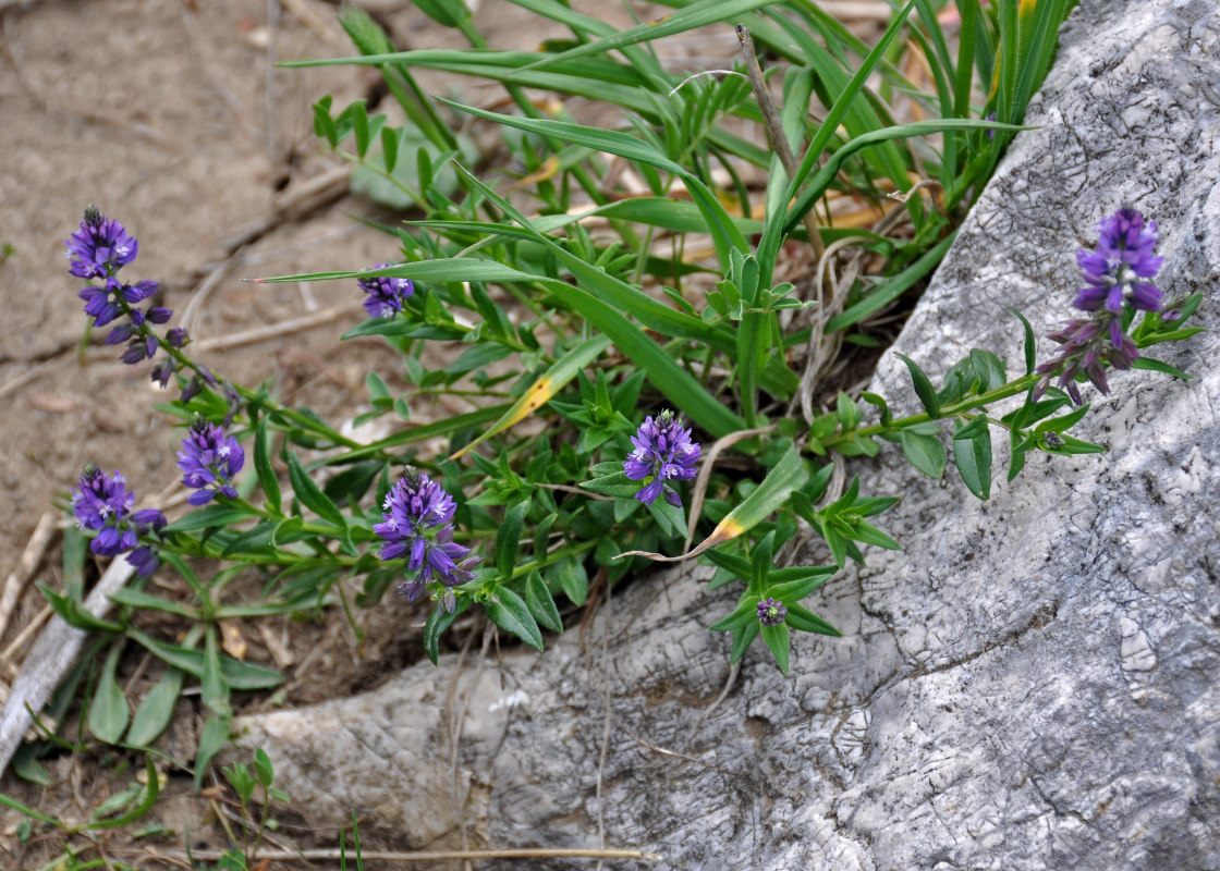 Image of Polygala alpicola specimen.
