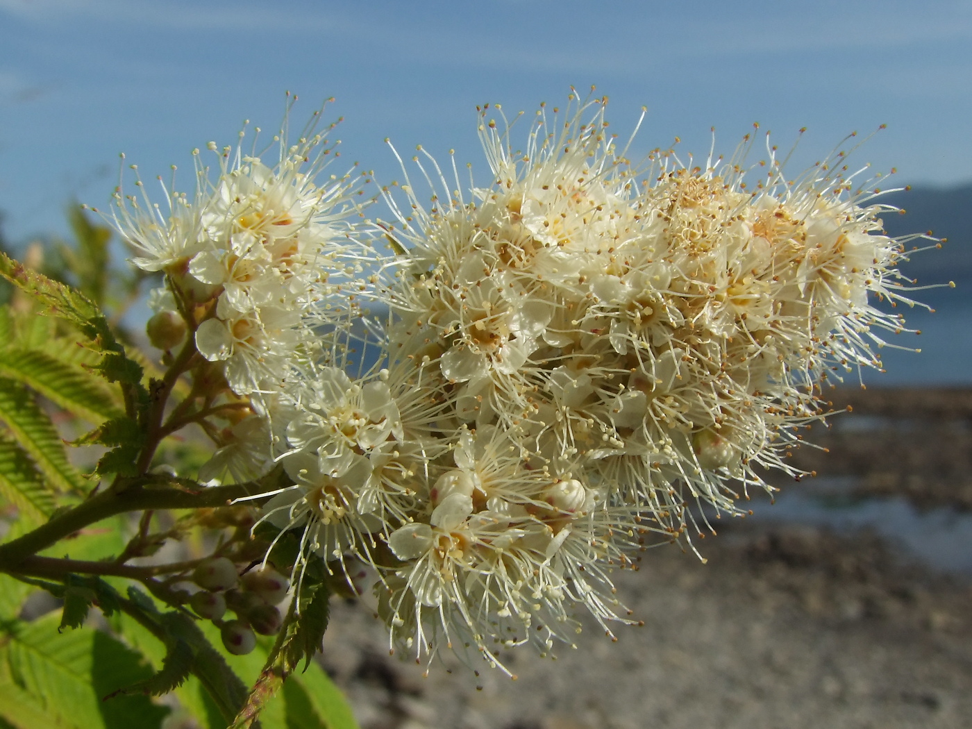 Image of Sorbaria sorbifolia specimen.
