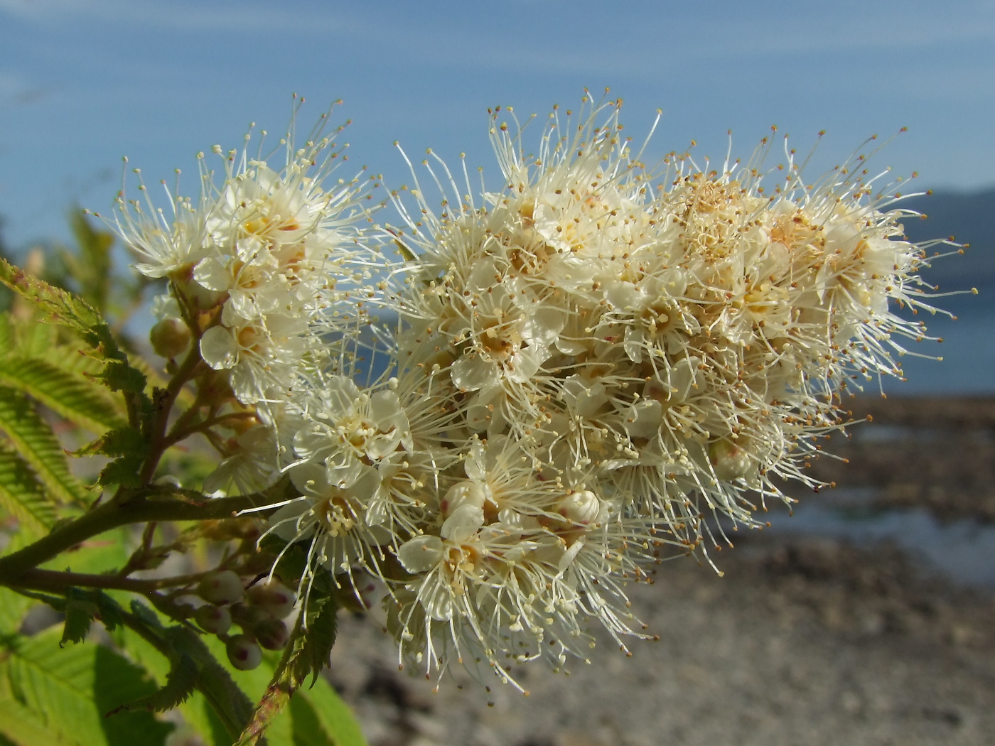 Изображение особи Sorbaria sorbifolia.