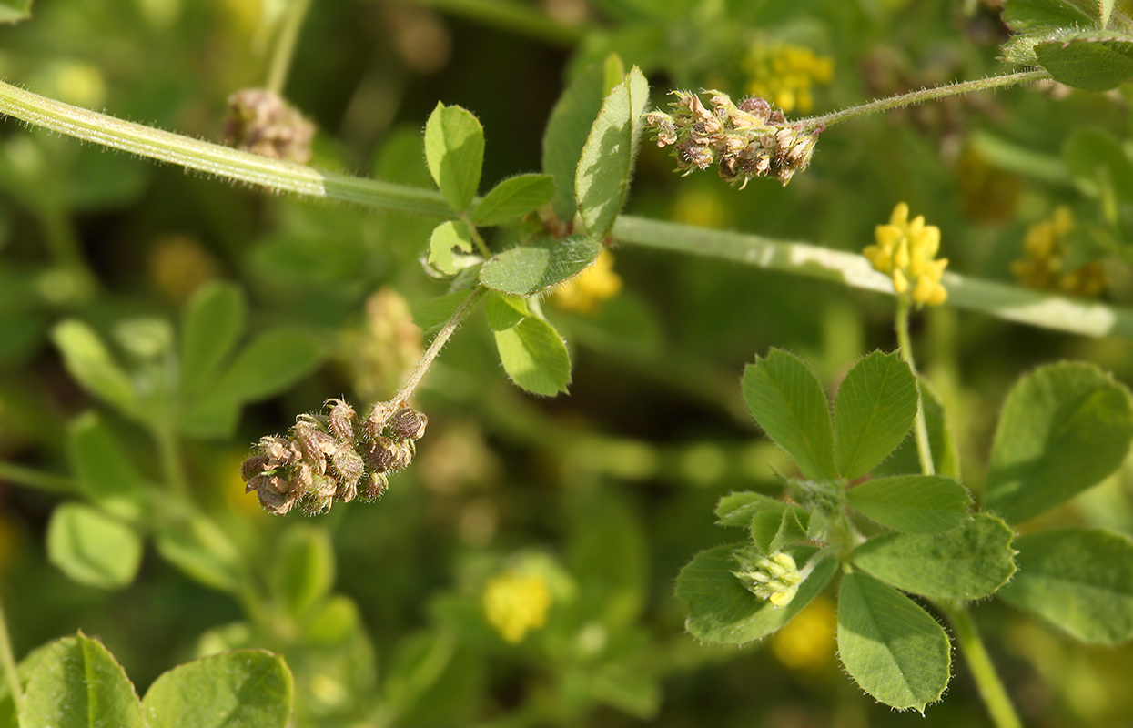 Изображение особи Medicago lupulina.