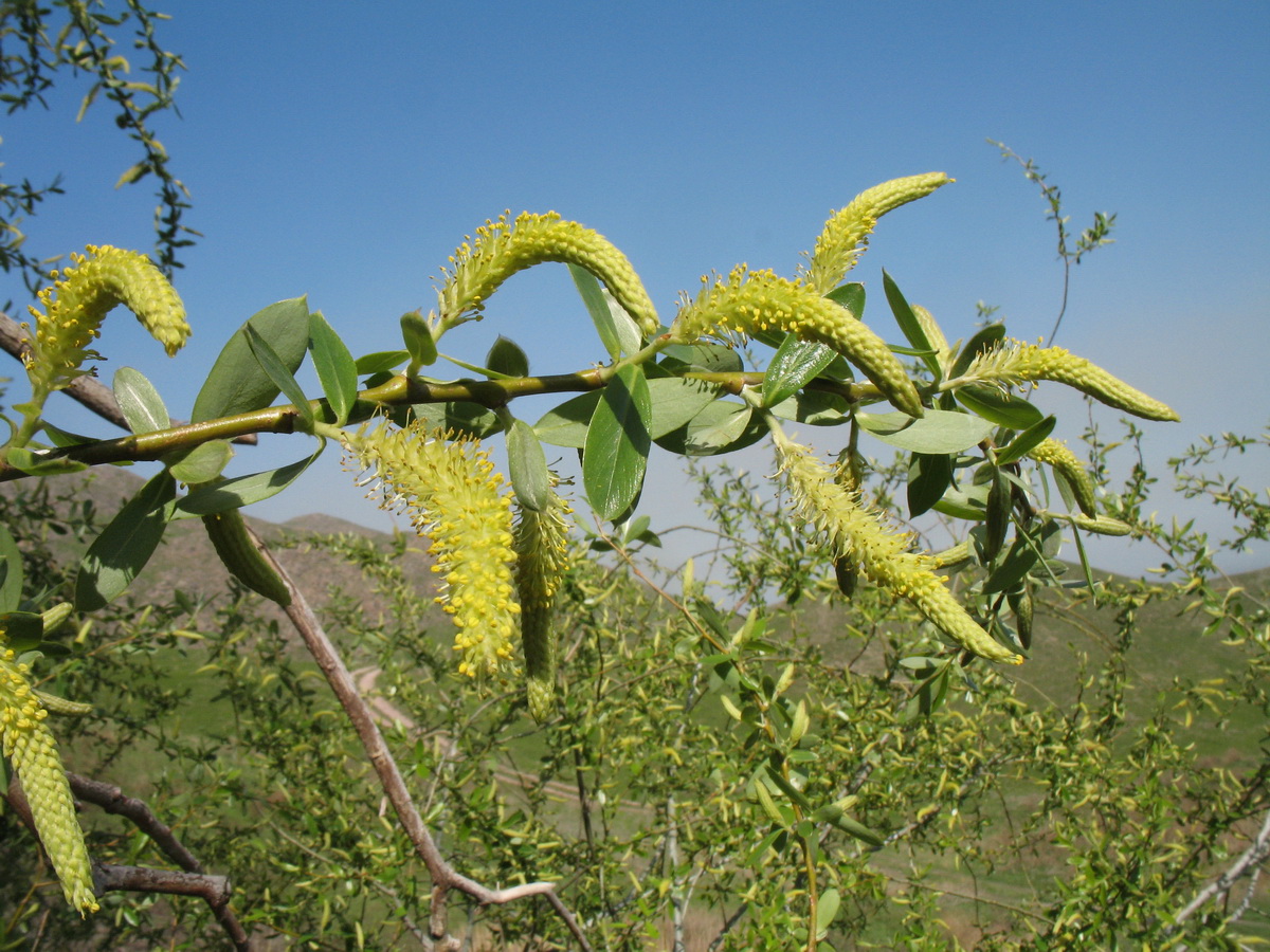 Image of Salix excelsa specimen.