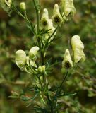 Aconitum anthoroideum