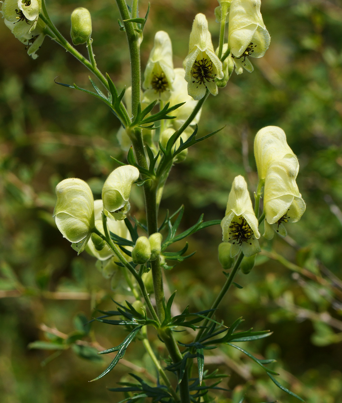 Image of Aconitum anthoroideum specimen.