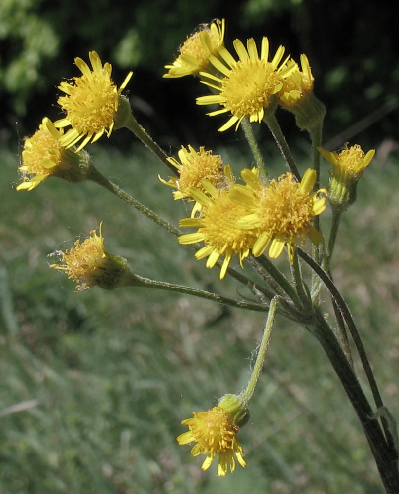 Image of Tephroseris integrifolia specimen.
