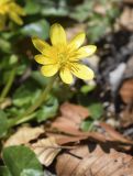 Ficaria verna
