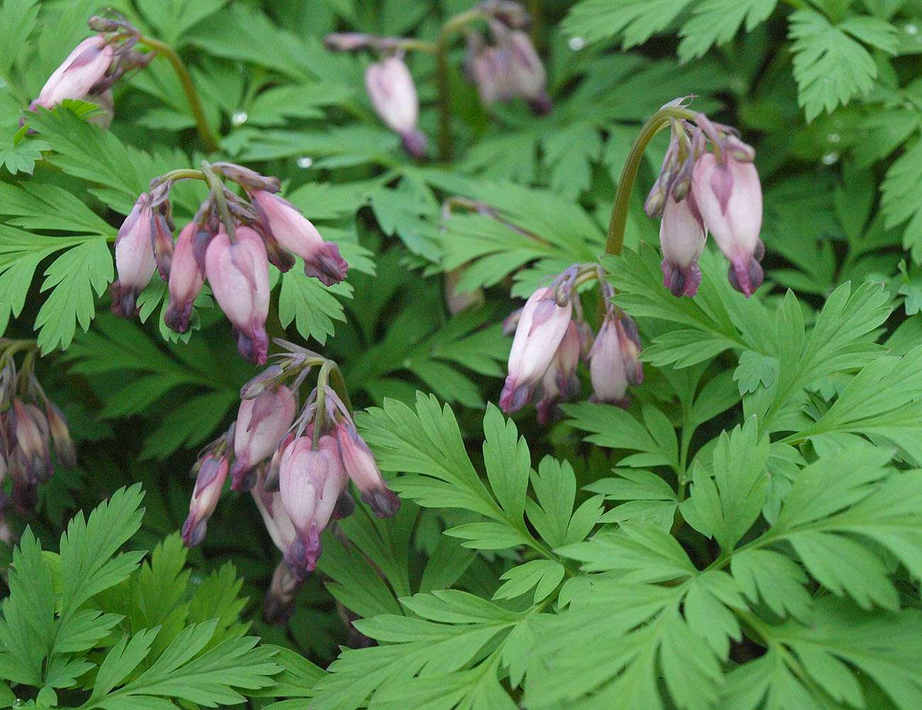 Изображение особи Dicentra formosa.