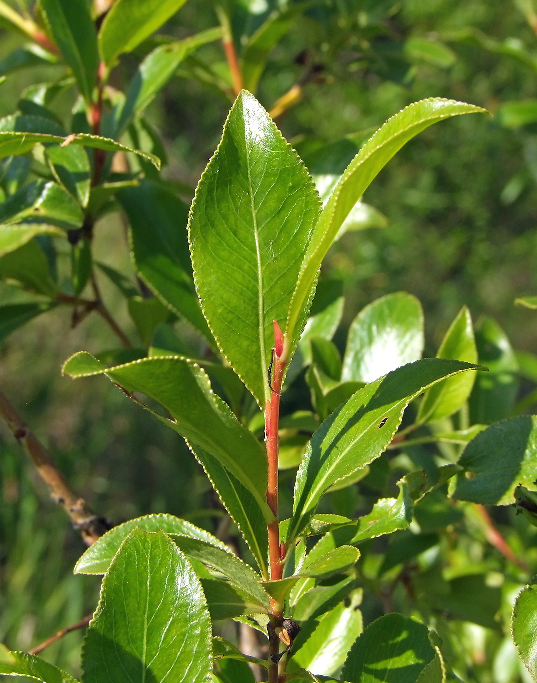Image of Salix pseudopentandra specimen.