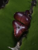 Euphorbia cooperi