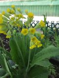 Primula macrocalyx