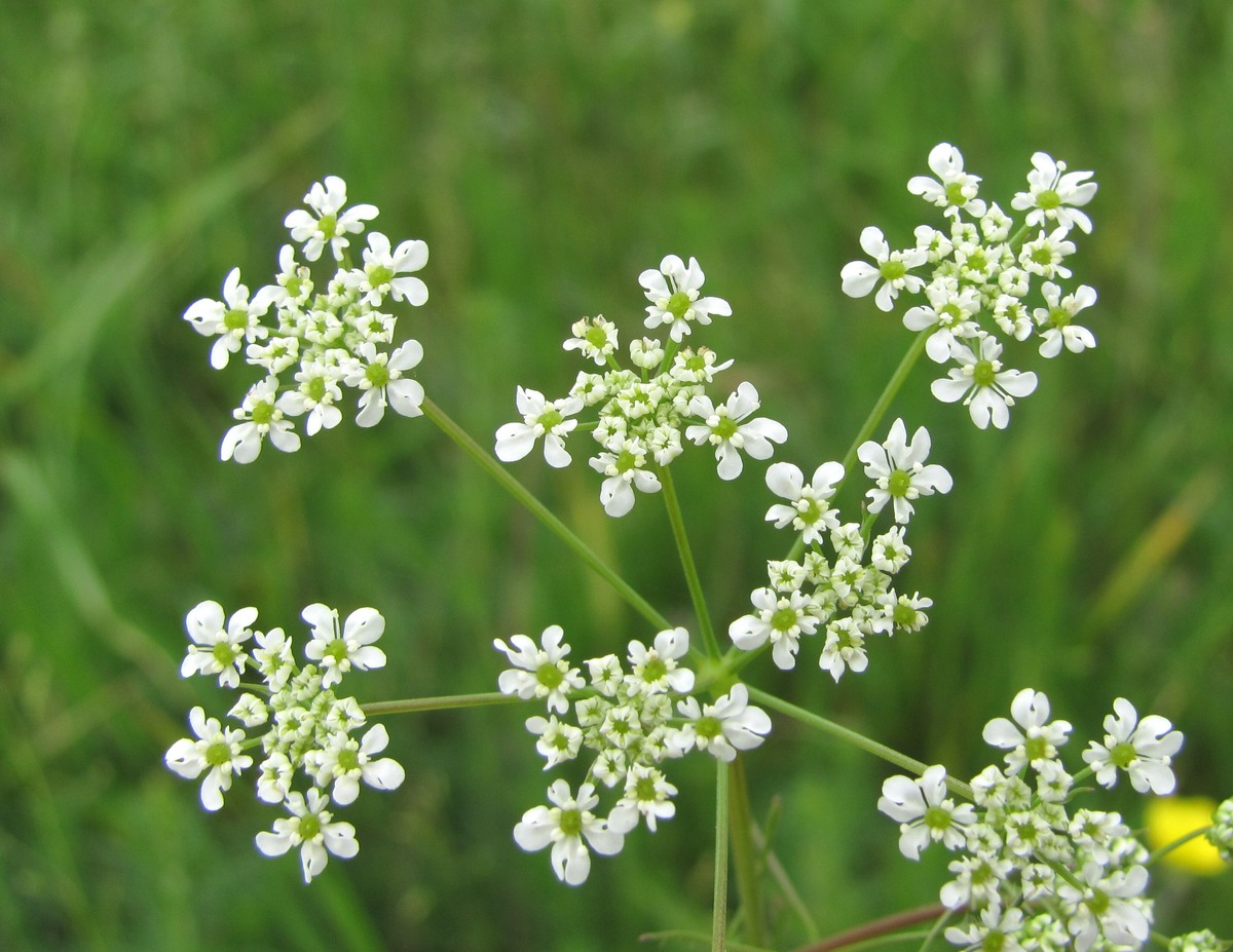 Изображение особи Chaerophyllum bulbosum.