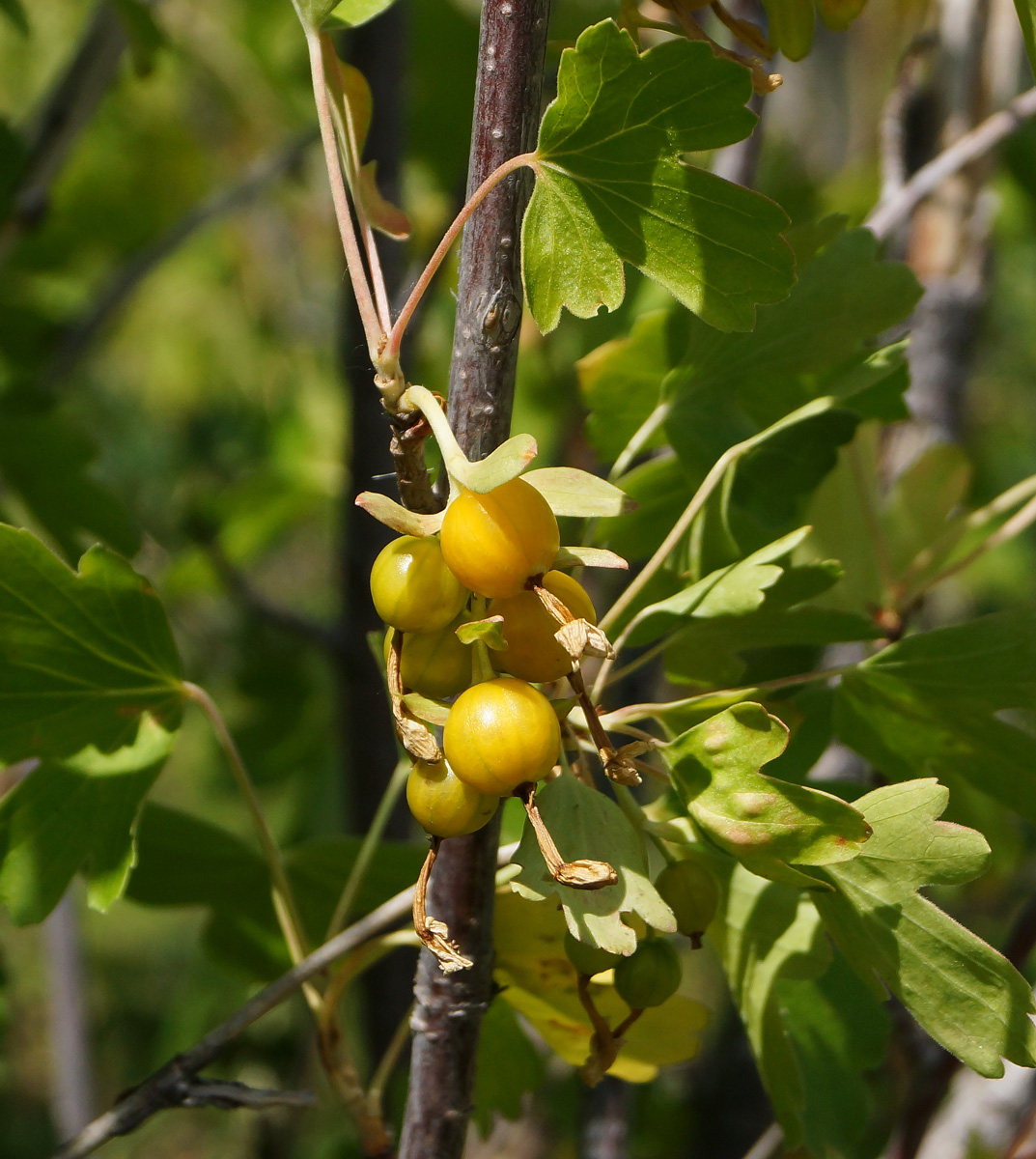 Изображение особи Ribes aureum.