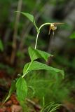 Cypripedium shanxiense. Цветущее растение. Приморский край, Кавалеровский р-н, окр. пгт Кавалерово, памятник природы \"Скала Дерсу-Узала\", в липовом лесу (Tilia amurensis) на северо-западном склоне. 21.06.2018.
