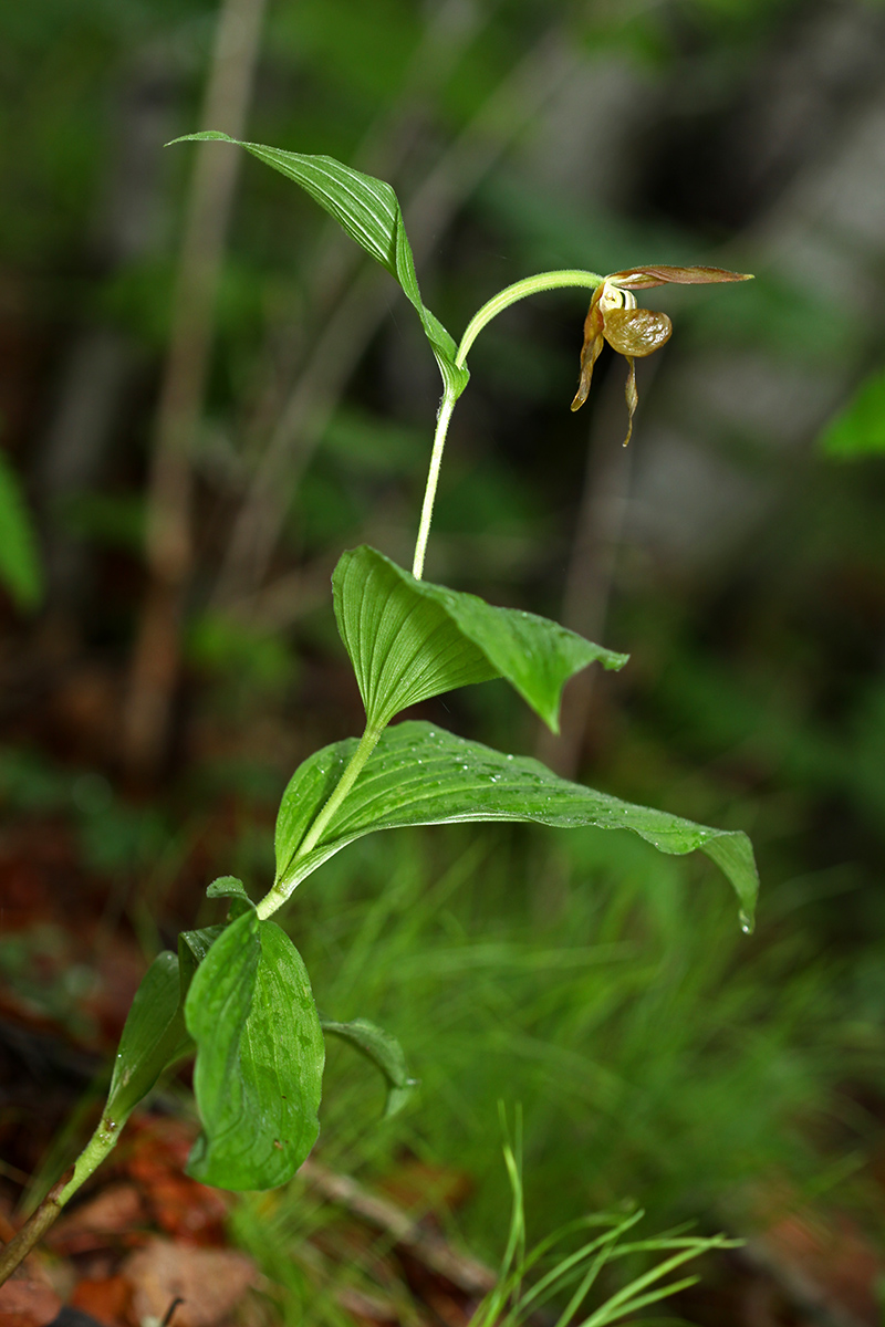 Изображение особи Cypripedium shanxiense.