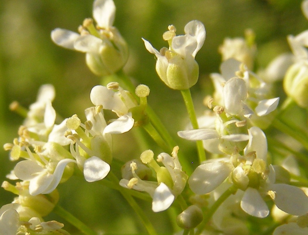 Image of Cardaria draba specimen.