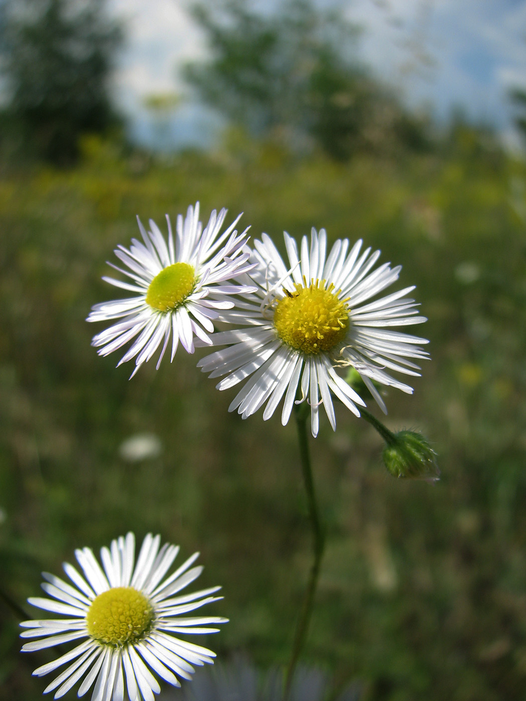 Изображение особи Erigeron annuus.