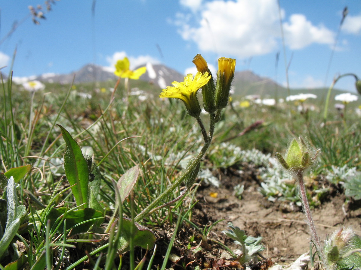Image of Crepis multicaulis specimen.