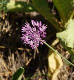 Allium pallasii