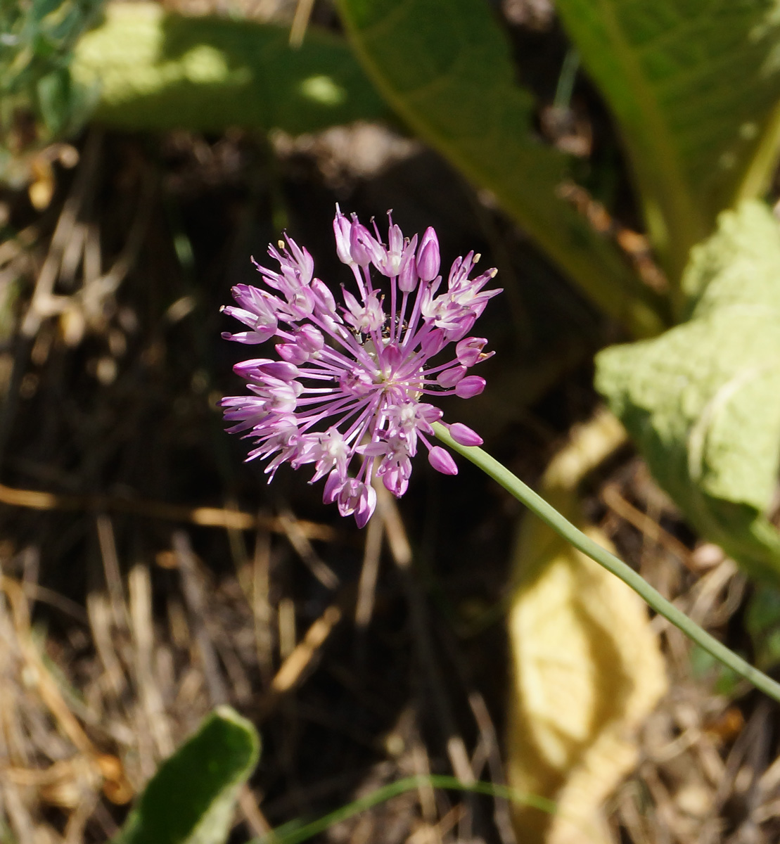 Изображение особи Allium pallasii.