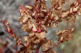 Rumex tuberosus ssp. creticus