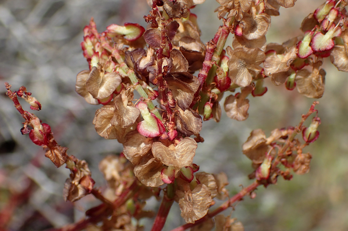 Image of Rumex tuberosus ssp. creticus specimen.