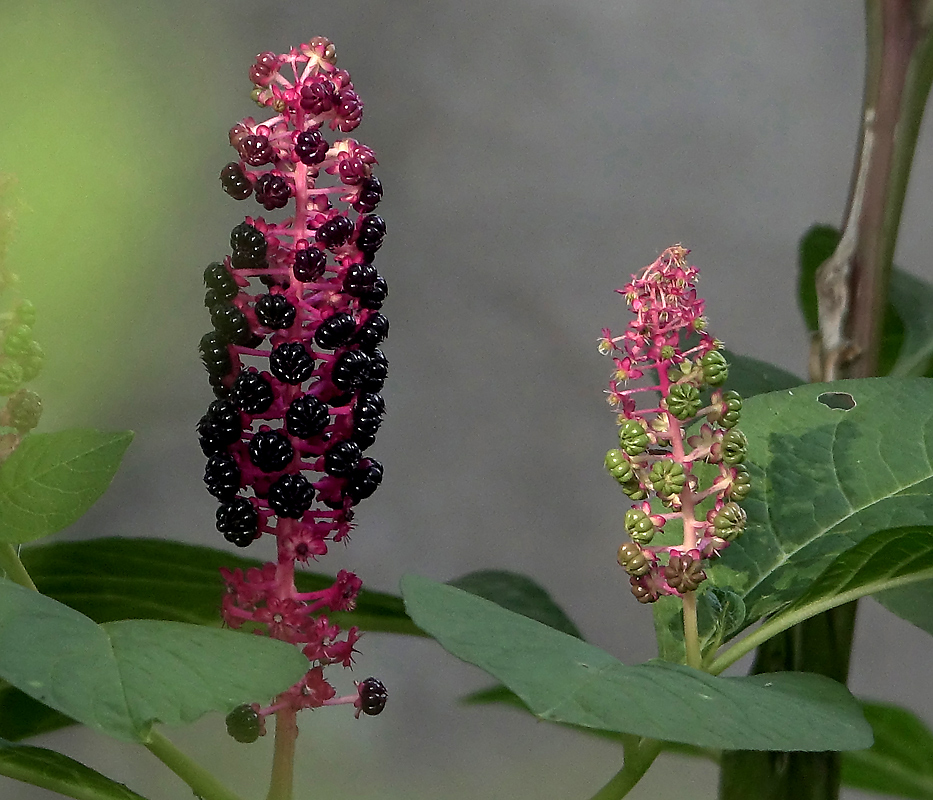 Image of Phytolacca acinosa specimen.