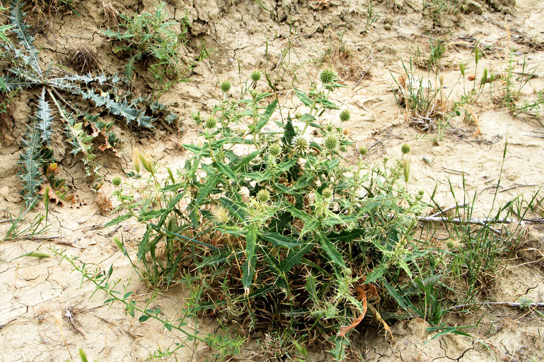 Image of Echinops lipskyi specimen.