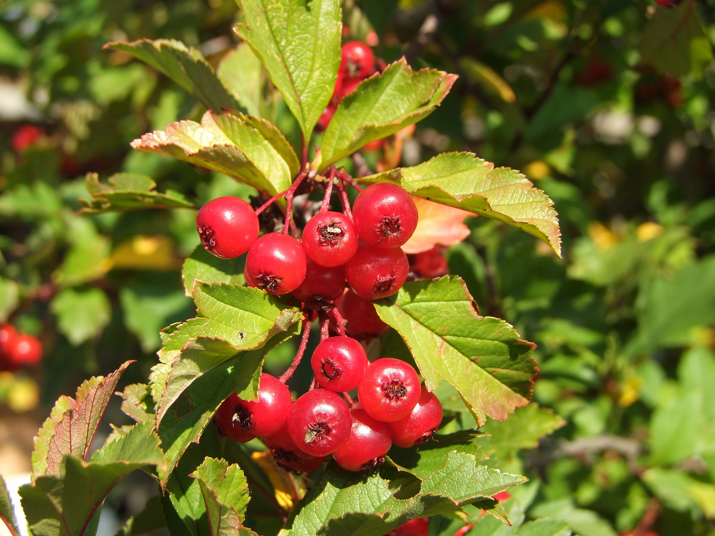 Image of Crataegus dahurica specimen.