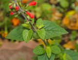 Salvia coccinea. Часть цветущей веточки с пазушными побегами. Пермь, Свердловский р-н, в озеленении двора. 12 октября 2018 г.