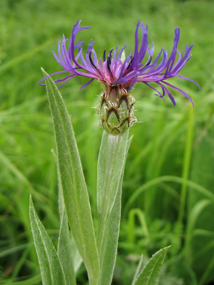 Изображение особи Centaurea stricta.