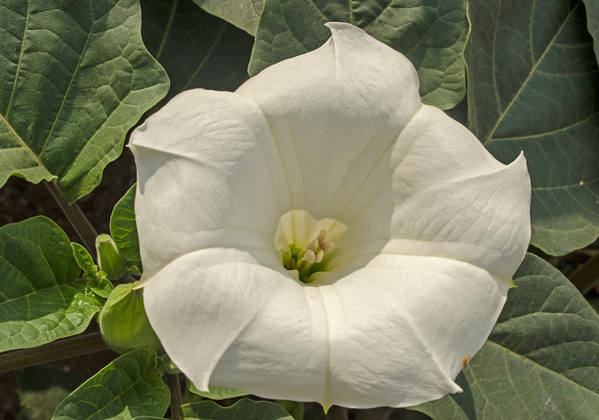 Изображение особи Datura innoxia.