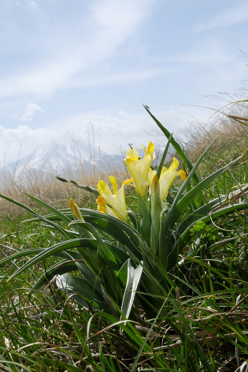 Image of Juno orchioides specimen.