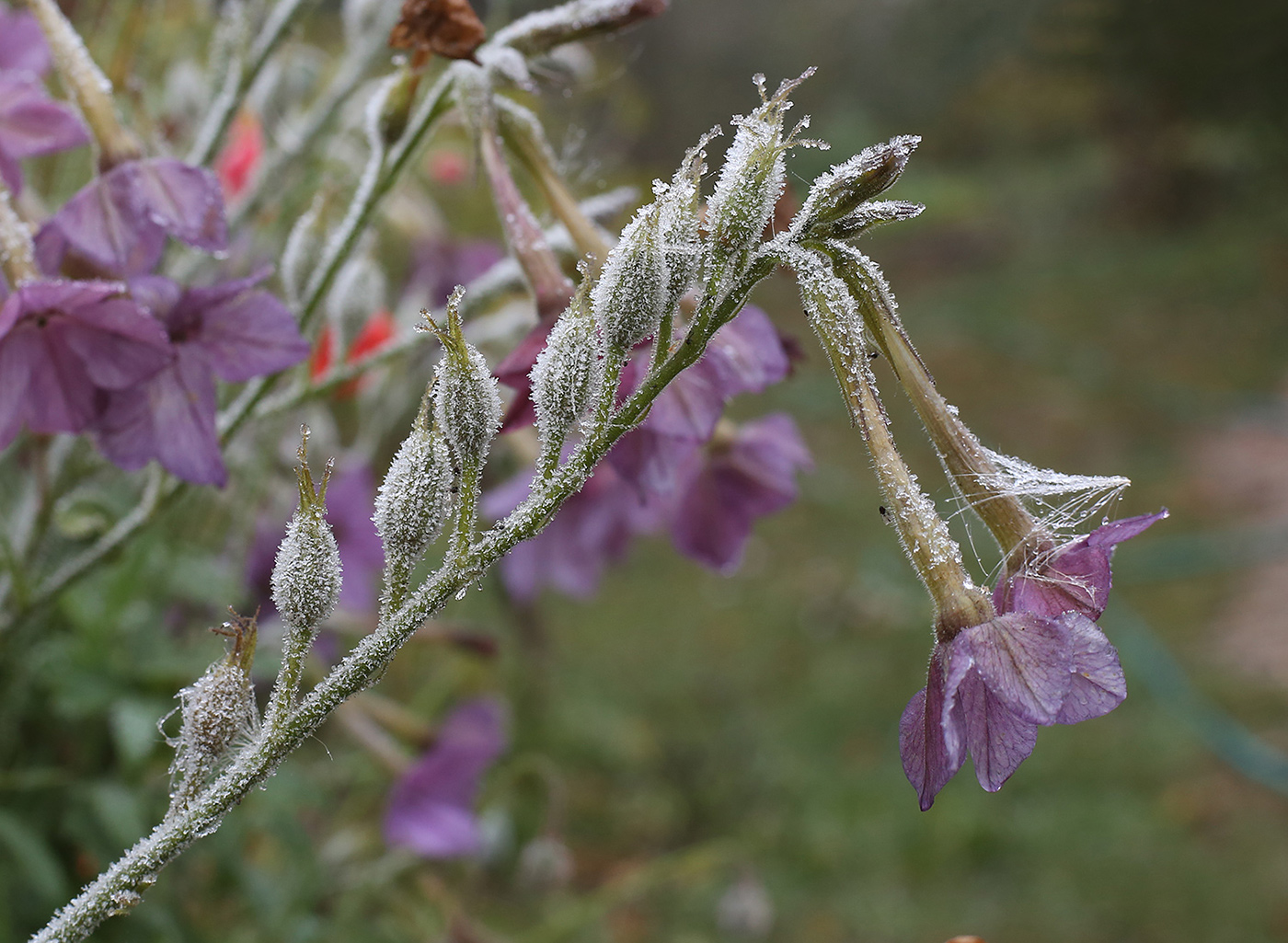 Image of Nicotiana &times; sanderae specimen.