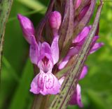 Dactylorhiza incarnata. Часть соцветия. Северная Осетия, север Осетинской равнины, правобережье р. Урсдон. 09.05.2010.