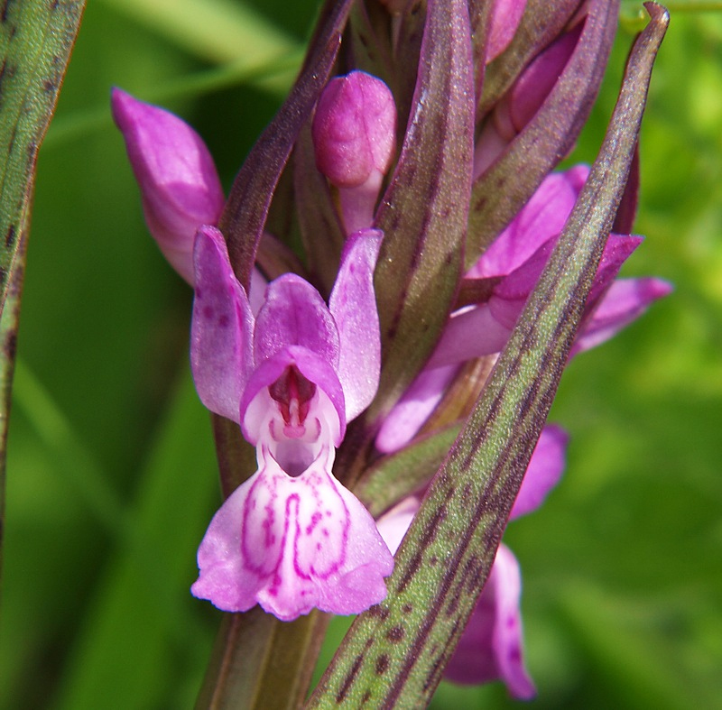 Изображение особи Dactylorhiza incarnata.