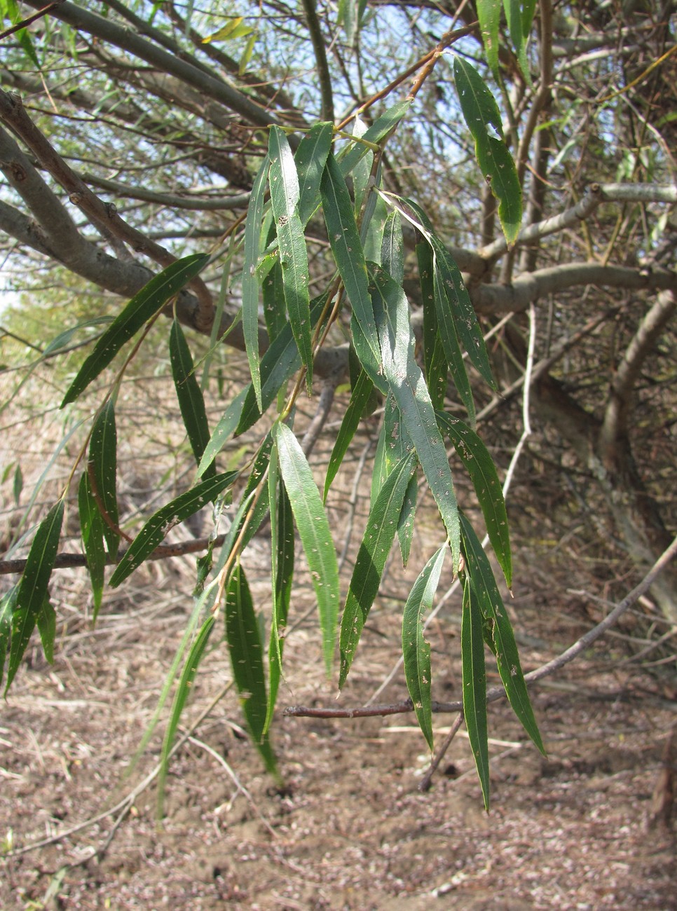 Image of Salix babylonica specimen.