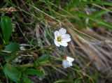 Claytonia joanneana