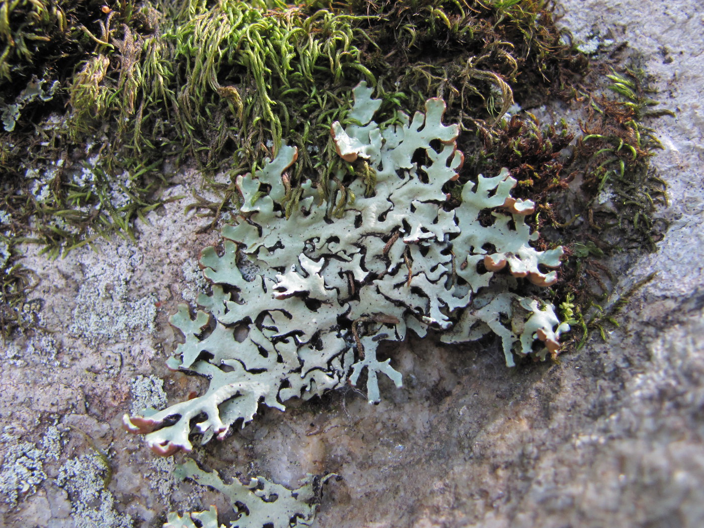 Image of Hypogymnia physodes specimen.