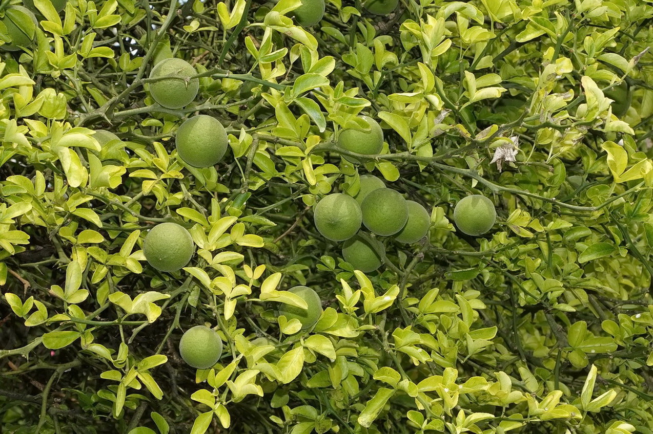 Image of Poncirus trifoliata specimen.