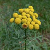 Tanacetum vulgare. Верхушка цветущего растения. Свердловская обл., г. Екатеринбург, окр. пос. Шабровский, берёзовый лес. 20.08.2018.