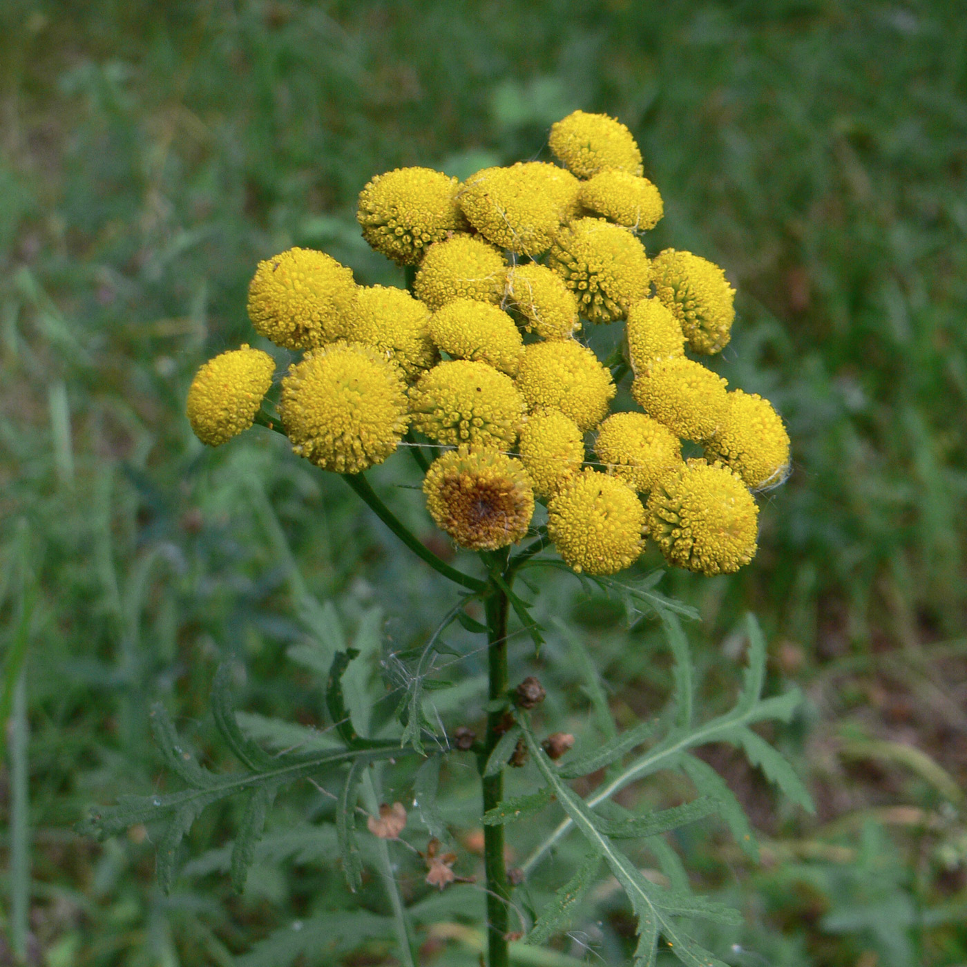 Изображение особи Tanacetum vulgare.